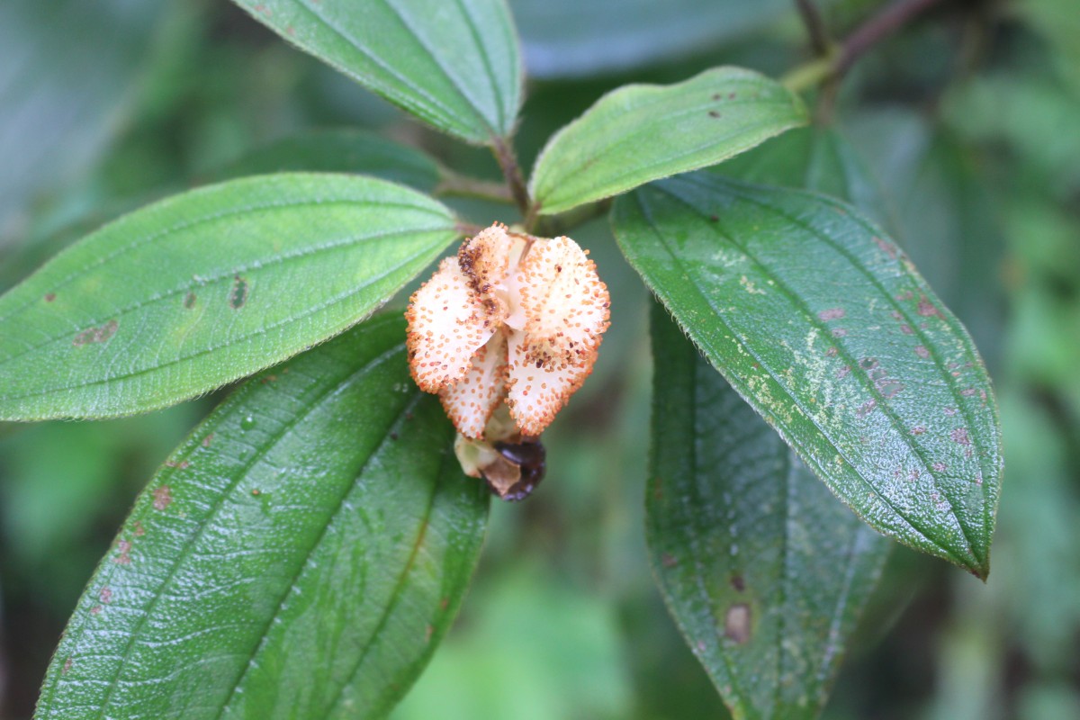 Melastoma sp.